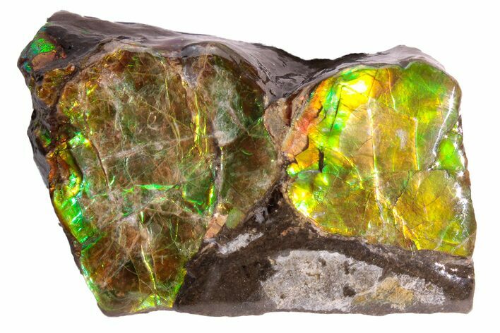 Iridescent Ammolite (Fossil Ammonite Shell) - Alberta, Canada #222736